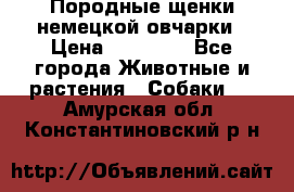 Породные щенки немецкой овчарки › Цена ­ 24 000 - Все города Животные и растения » Собаки   . Амурская обл.,Константиновский р-н